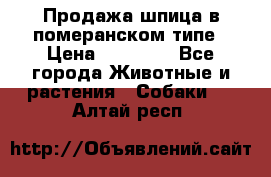 Продажа шпица в померанском типе › Цена ­ 20 000 - Все города Животные и растения » Собаки   . Алтай респ.